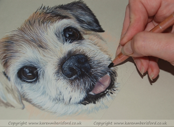 Drawing the fine hairs on a coloured pencil pet portrait