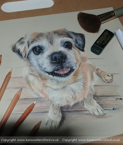 Progress so far of a coloured pencil jack russell pug pencil portrait with caran dache luminance pencils