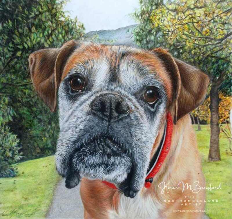 Fawn Boxer dog - lifelike coloured pencil drawing