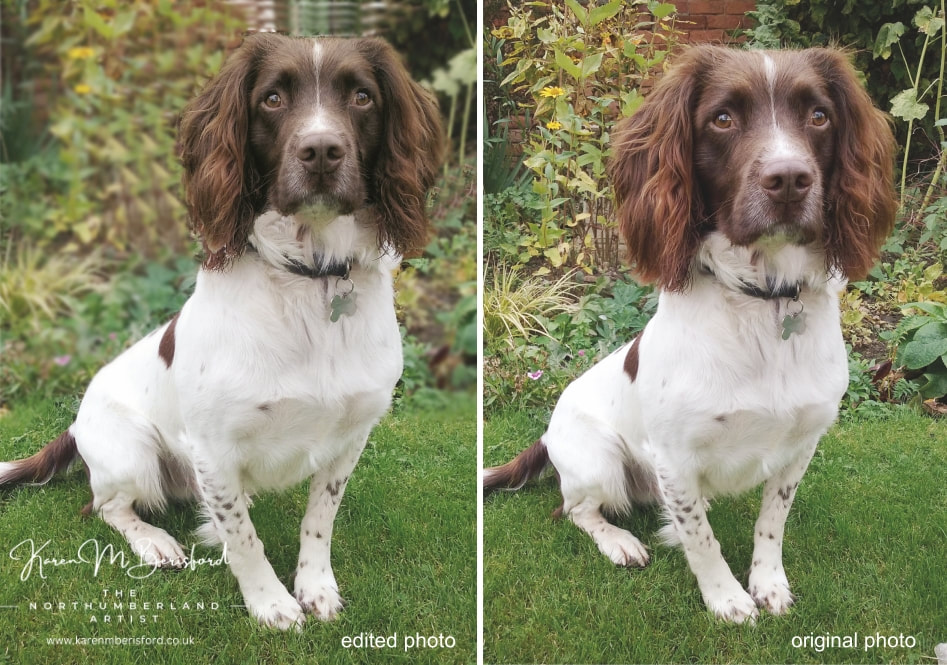 Two images of a Springer Spaniel dog called Buddy