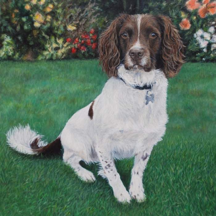 Springer Spaniel dog acrylic painting