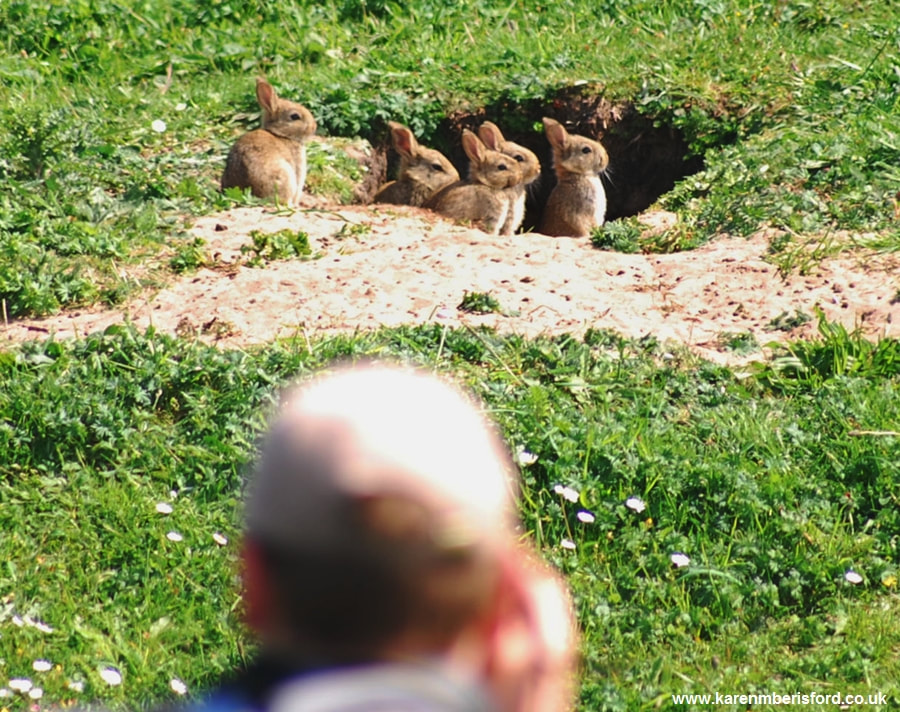 A colony of Rabbits in Northumberland, UK 