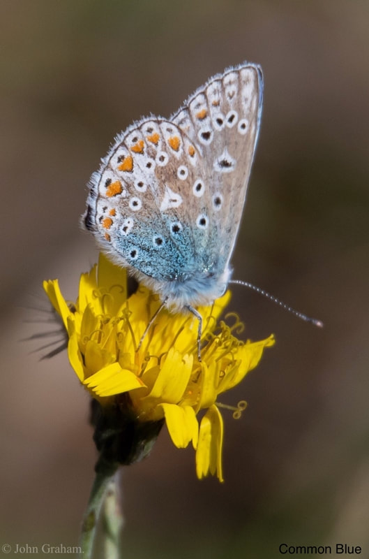 Common Blue Butterfly in Newbiggin by the sea, Northumberland, UK