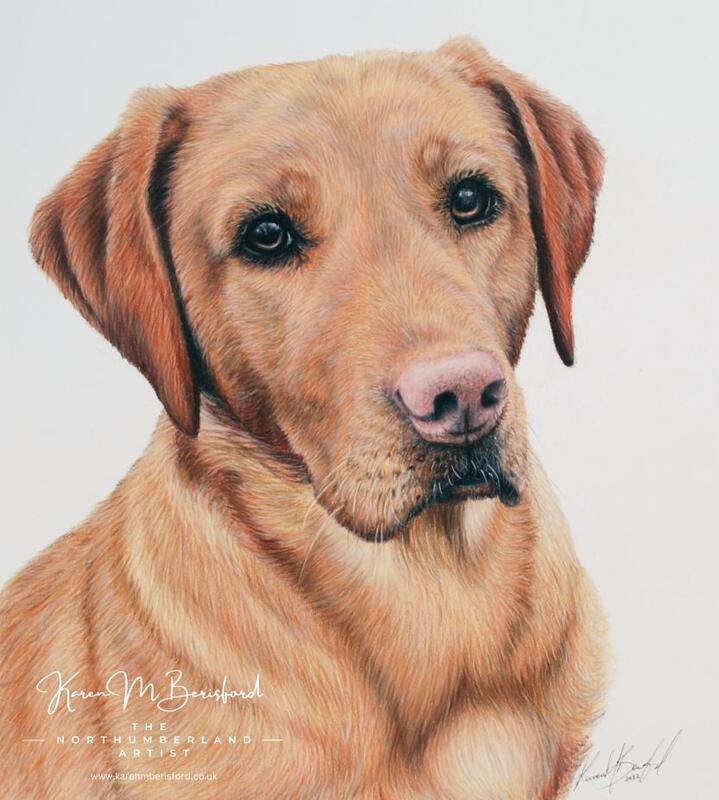 Lifelike coloured pencil drawing of a Red fox labrador called Dougal