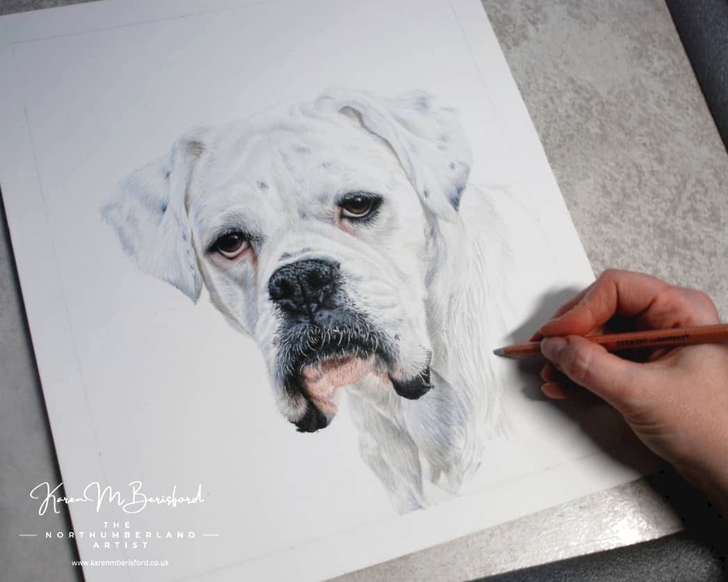 Coloured pencil drawing of a white Boxer dog called Carrot