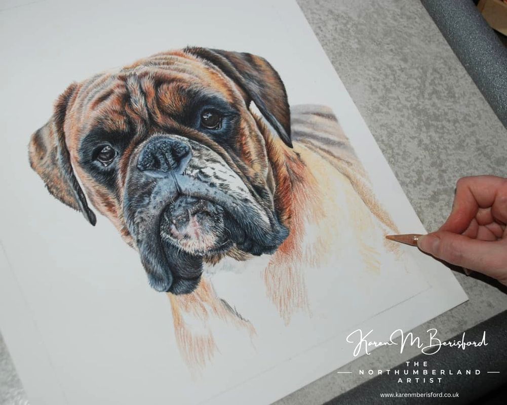 Boxer dog coloured pencil portrait in progress