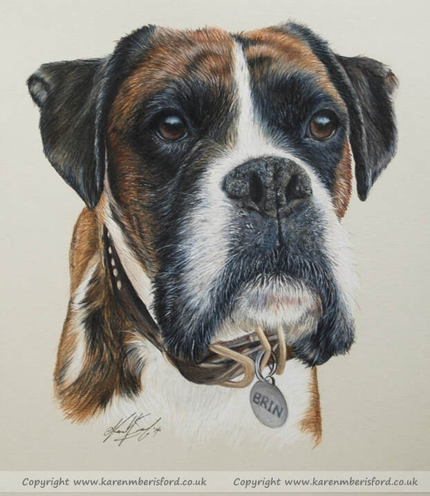 Coloured pencil portrait of a Male Brindle Boxer dog