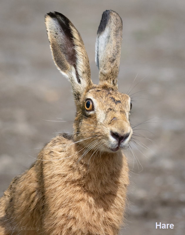 Hare in Newbiggin by the Sea, Northumberland, UK