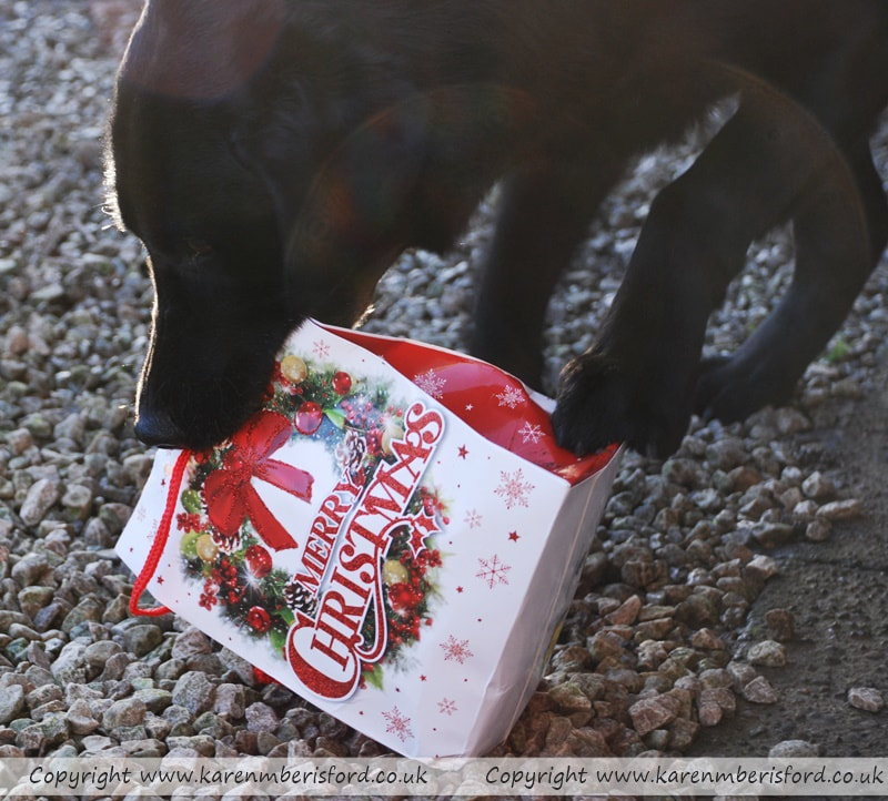 Black Labrador dog holding a large christmas gift bag with a dog bone inside