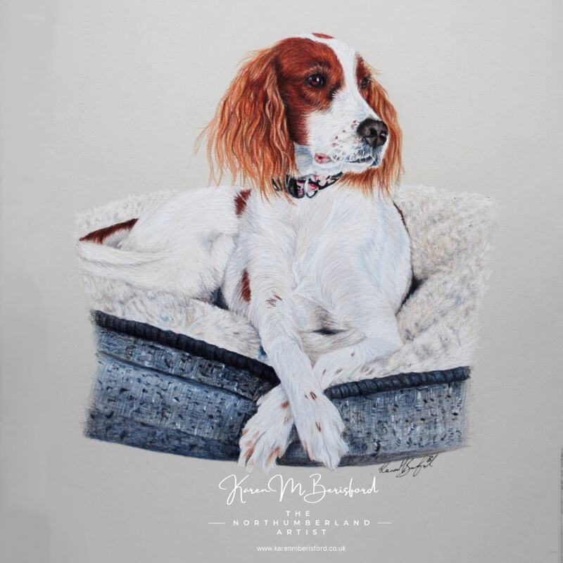 Red and white Irish Setter coloured pencil drawing