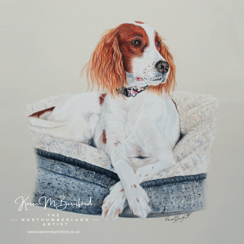 Inis - Red and White Irish Setter coloured pencil drawing