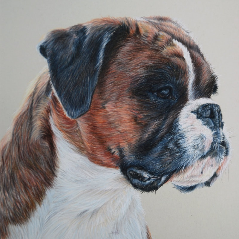 Coloured pencil drawing of a Fawn Boxer dog