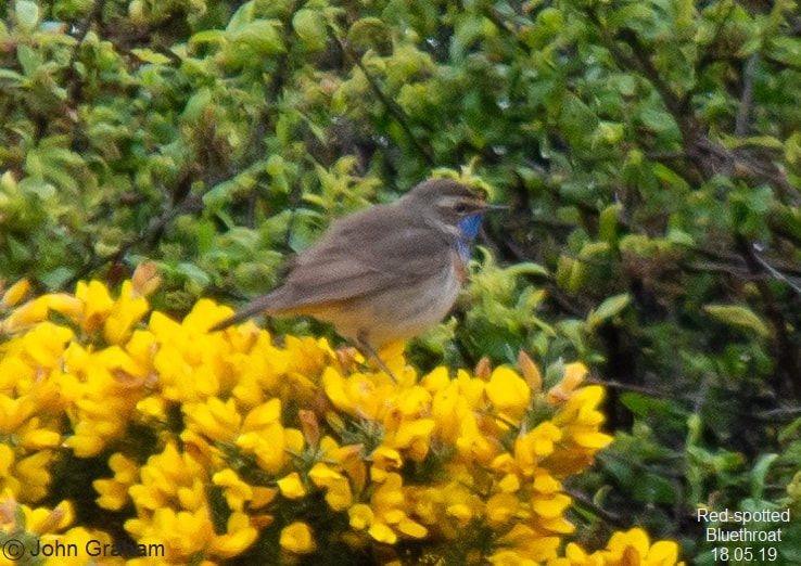 Red-spotted Bluethroat in Newbiggin by the Sea, Northumberland, UK