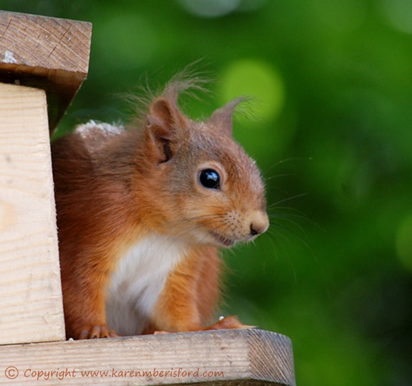 Young Red Squirrel at QE2 park in Ashington, Northumberland, UK