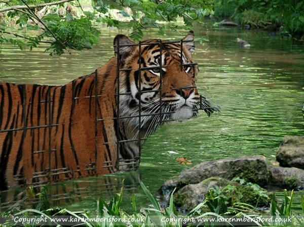 Sumatran Tiger in green water and surrounded by greenery