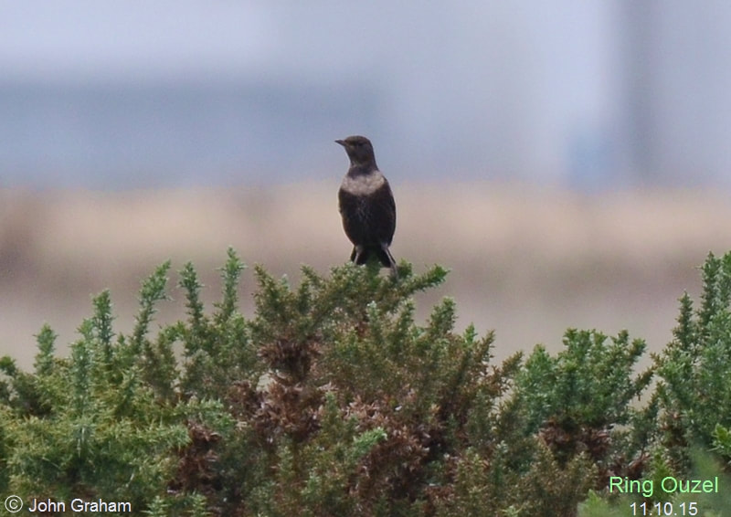 Ring Ouzel in Newbiggin by the Sea, Northumberland, UK