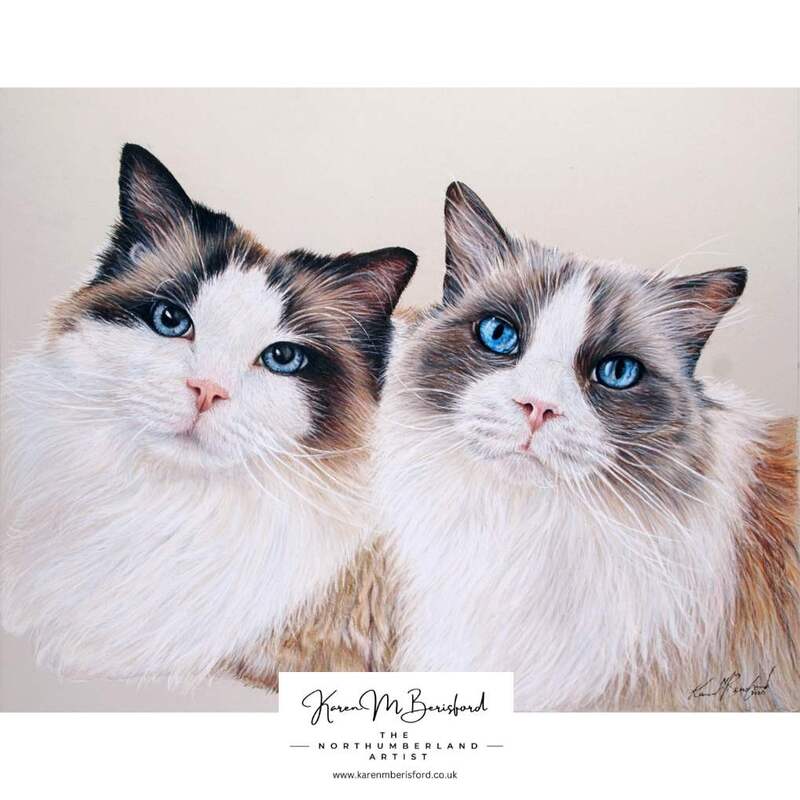 A pair of Ragdoll cats - Lifelike coloured pencil drawing