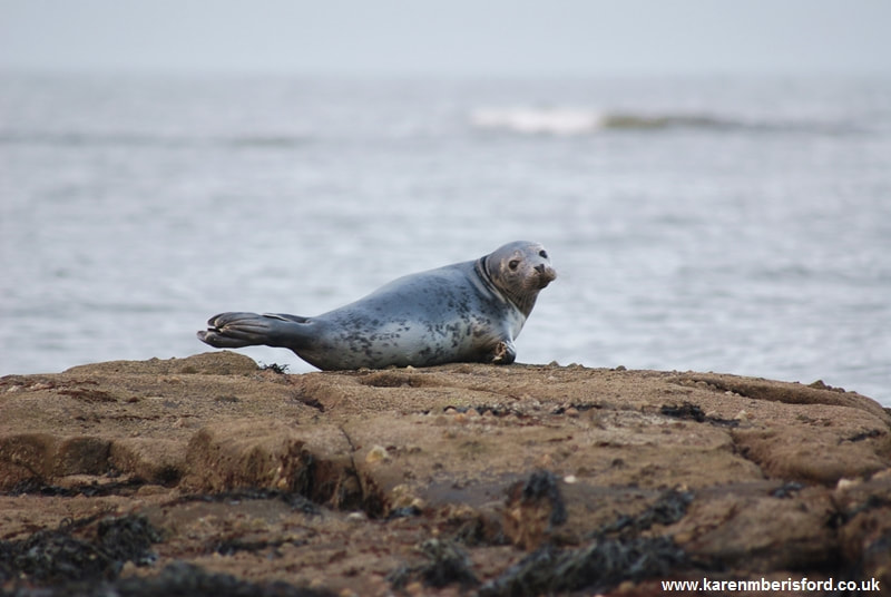 Common Seal in Newbiggin by the Sea, Northumberland, UK
