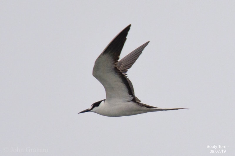 Sooty Tern in Newbiggin by the Sea, Northumberland, UK