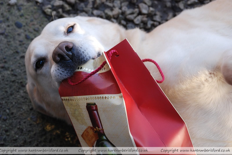 Yellow Labrador dog laid down whilst holding a large christmas gift bag in his mouth