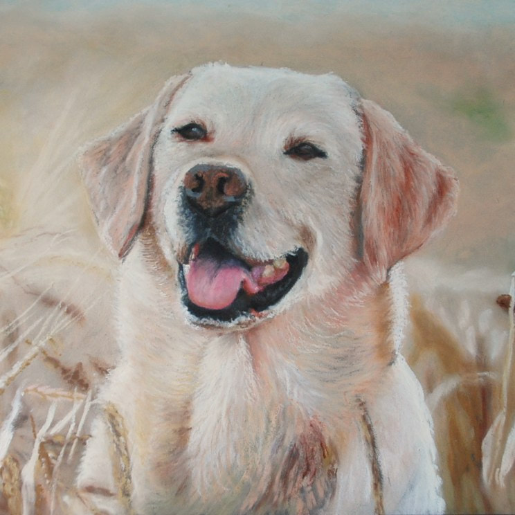Yellow Labrador in oil pastels