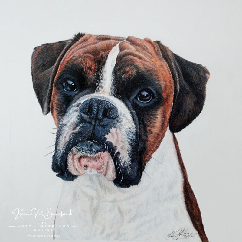 Brindle boxer dog - lifelike coloured pencil drawing of a Boxer dog called Watson