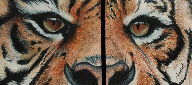 Sumatran Tiger eyes close up of a Coloured pencil portrait on Colourfix paper
