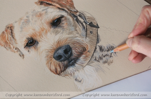 Airedale/paterdale terrier being completed in Coloured pencils by UK artist