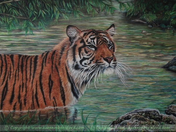 Sumatran Tiger drawn in Coloured pencils