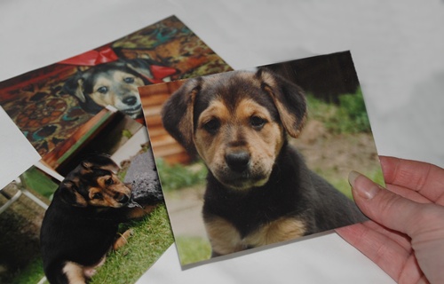 Labrador/Collie cross puppy photographs