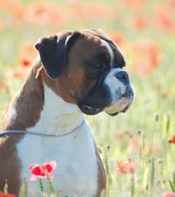 Female fawn boxer dog among a field of poppies