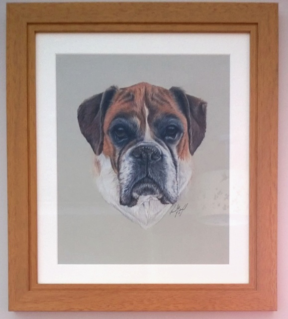 Fawn Boxer dog drawn in coloured pencils framed in a teak frame