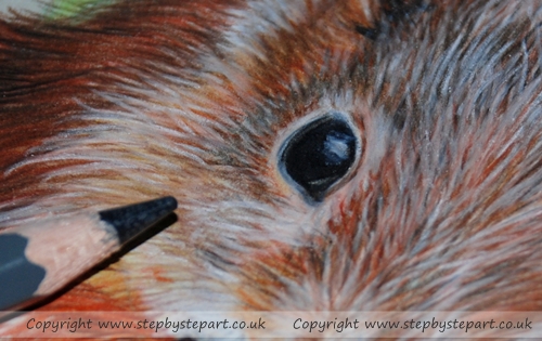 Close up image showing fine detail of a Coloured pencil Red Squirrel using WH Smith colouring pencils