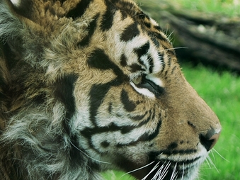 Image of a Sumatran Tiger at Chester Zoo