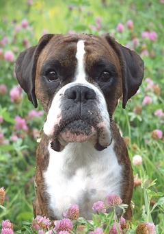 Photograph of a brindle boxer dog sat in green grasses with purple flowers