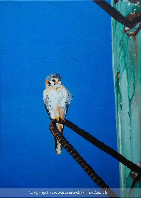 American Kestrel (White phase) in acrylics on canvas