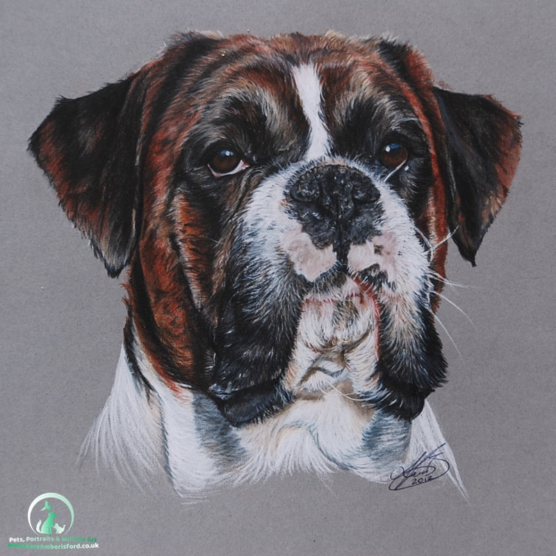 Coloured pencil drawing of a brindle Boxer dog called Ariel