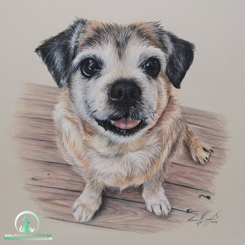 Jack Russell/Pug cross dog in coloured pencils