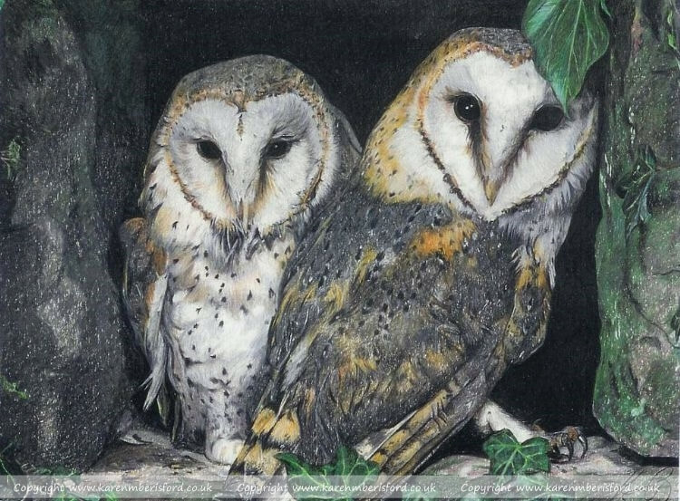 Barn Owls in coloured pencils