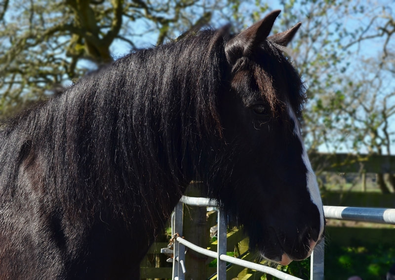 Dark bay horse at a metal fence