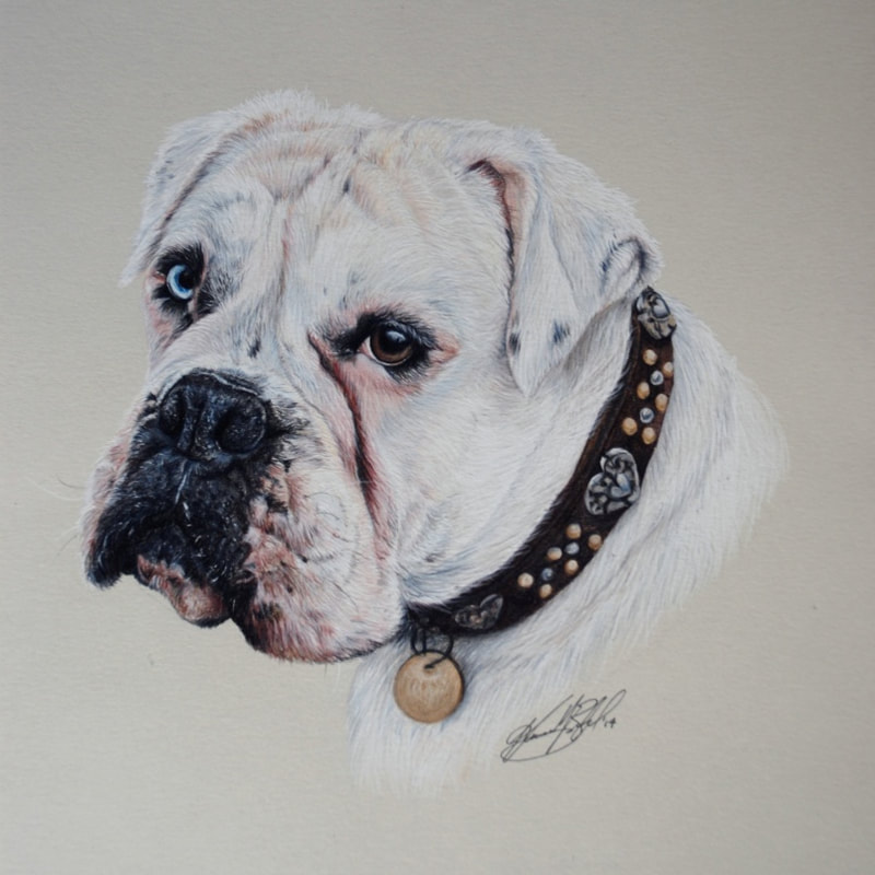 Coloured pencil drawing of a white Boxer dog
