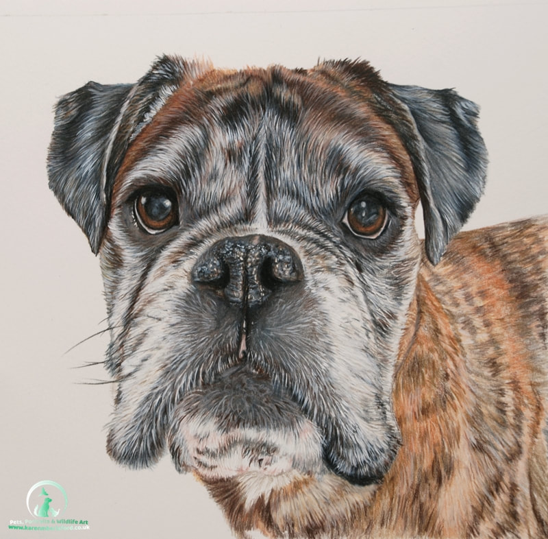 Male fawn boxer dog pet portrait completed in coloured pencils by UK artist Karen M Berisford