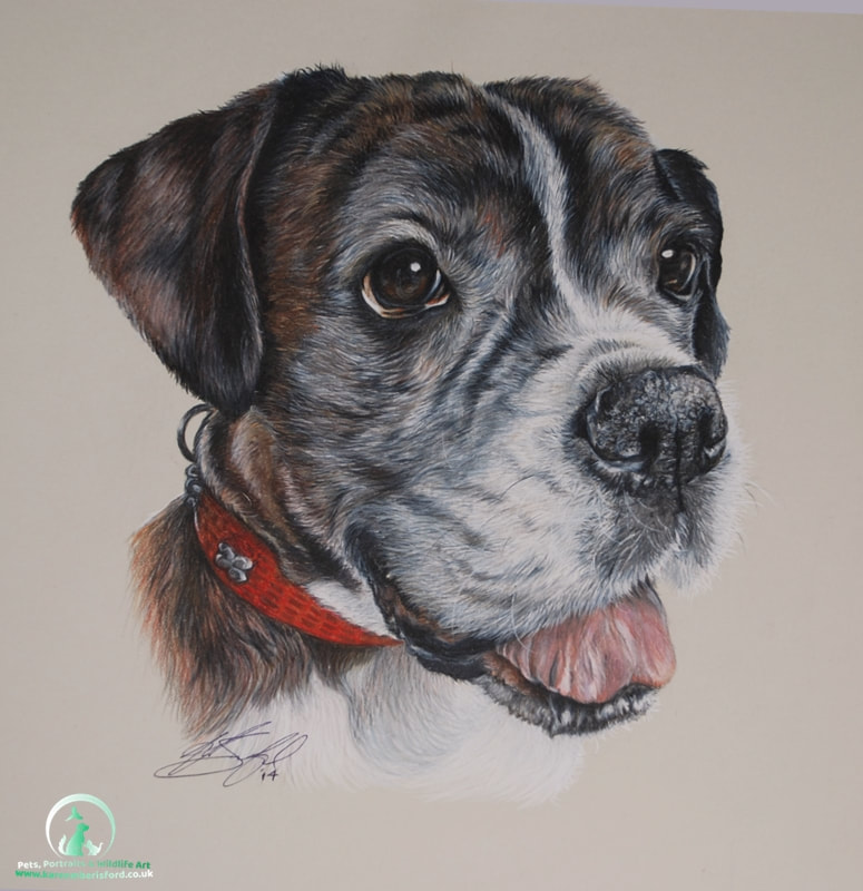 Male Brindle Boxer Dog in Coloured pencils