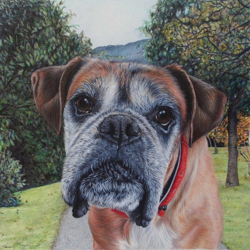 Fawn Boxer dog coloured pencil drawing