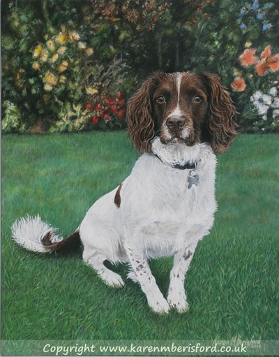 Springer spaniel dog painted in acrylics