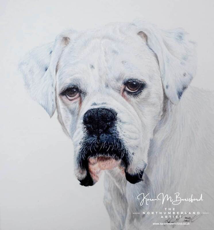 A coloured pencil drawing of a white Boxer dog called Carrot