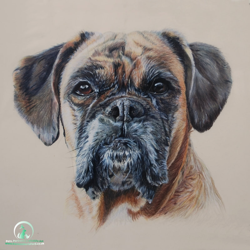 Coloured pencil drawing of a fawn Boxer dog called Casbah