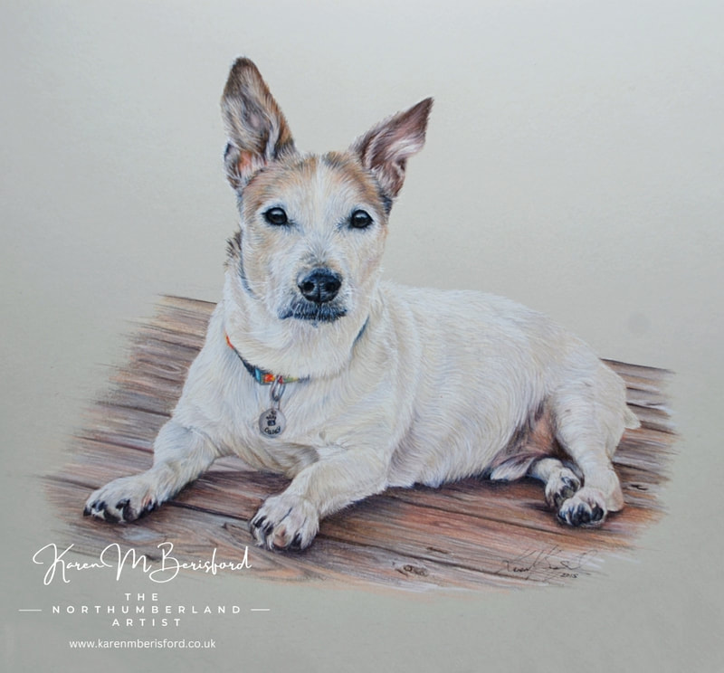 Casey - Jack Russell coloured pencil drawing
