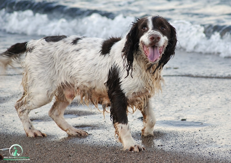 Springer spaniel on the beach at Newbiggin by the sea, Northumberland