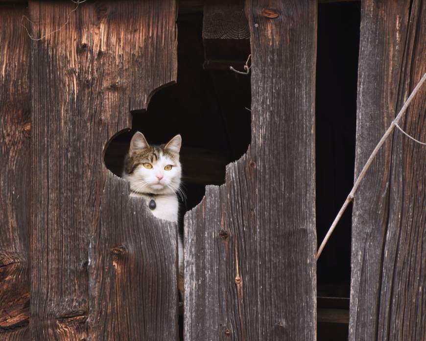 White and brown cat peeking out from a wooden barn door
